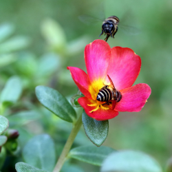 About Pollinator Garden