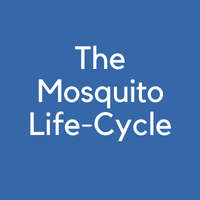 Mosquito Life-Cycle